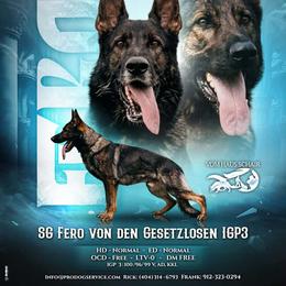 Ferro - German Shepherd