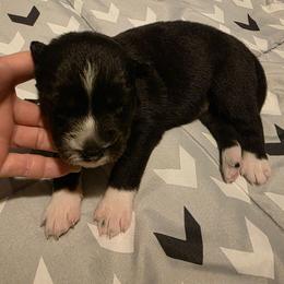 Willow - Black and white female Siberian Husky puppy in Meridian, Mississippi from JJ's Huskies