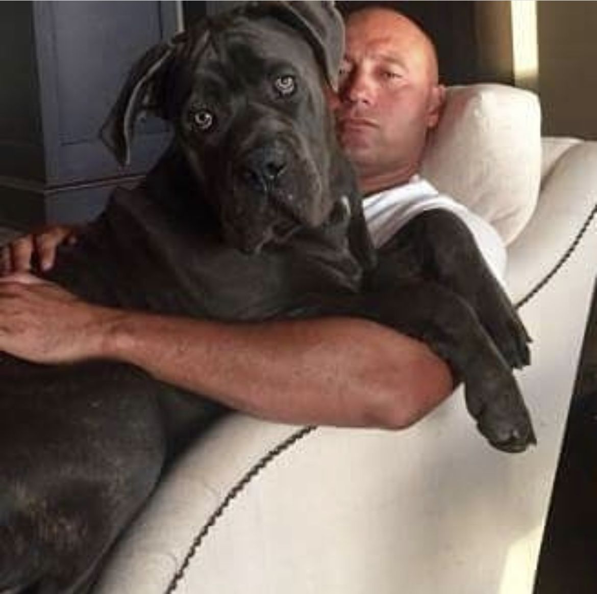 Phantom Corsos in Texas Cane Corso and French Bulldog puppies Good Dog