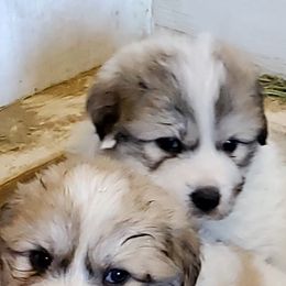 Great Pyrenees from Sandollar Farms | Alpacas & Great Pyrenees