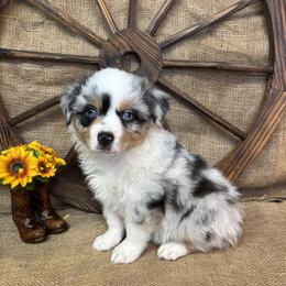 Rose - Blue merle female Miniature American Shepherd puppy in Cowlitz County, Washington from Pleasant Woods Miniature American Shepherds