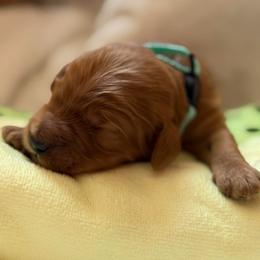 Boy 1 Blue Collar - Red  male Goldendoodle puppy in Toledo, Ohio from Avery Doodle Day LLC