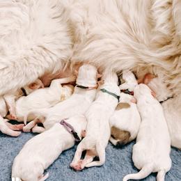 Allie - White female Great Pyrenees puppy in New Palestine, Indiana from Hitchcock Homestead