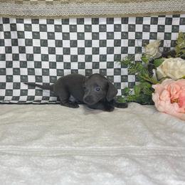 Orion - Gray (blue) male Dachshund puppy in Wellborn, Florida from Azalea Acres Mini Doxies