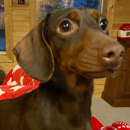 Lennon - Dachshund