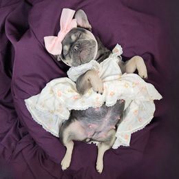 Pickles - French Bulldog
