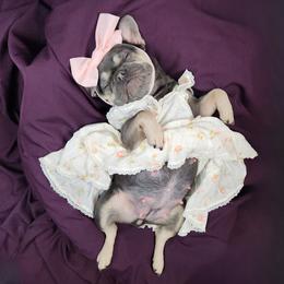Pickles - French Bulldog
