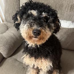 Elsa - Bernedoodle
