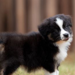 Australian Shepherds from Foxhill Farm Australian Shepherds