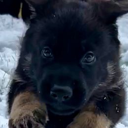 German Shepherd Puppies from Shadow Wraith German Shepherds