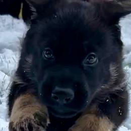 German Shepherd Puppies from Shadow Wraith German Shepherds