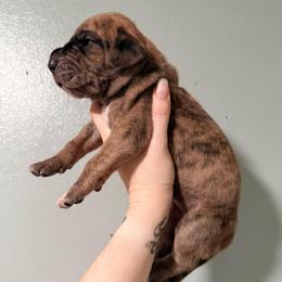 Cantaloupe - Merle female Great Dane puppy in Jerusalem, Arkansas from Mara Danes