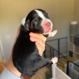 Oasis - Black tri-color male Australian Shepherd puppy in Weeki Wachee, Florida from Ace of Spades Australian Shepherds