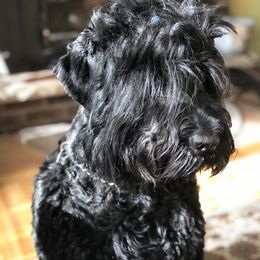 Black Russian Terrier All Grown Up from Gentle Beast