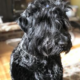 Black Russian Terrier All Grown Up from Gentle Beast