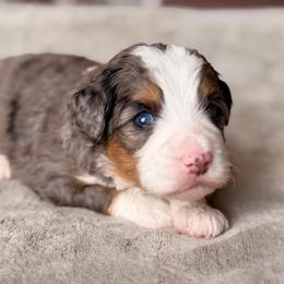 Aster - Blue merle male Bernedoodle puppy in Royse City, Texas from Platinum Bernedoodles of Texas