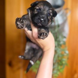 Girl 3 - Black and red female German Shepherd puppy in Salem, South Carolina from Von Maqqedah Haus German Shepherds