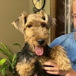 Griffon - Welsh Terrier
