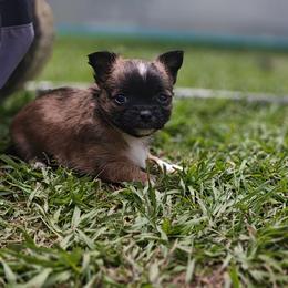 Crest - Sable spotted white male Chihuahua puppy in Gray, Louisiana from Chi Chi's Place LLC