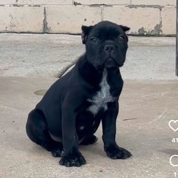 Boy - Black male Cane Corso puppy in Lewisville, Denton County, Texas from Trained To Go Corso Kennels (T.T.G. Corso Kennels)