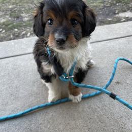 Left collar - Sable male Aussiedoodle puppy in Hillsboro, Illinois from Shoal Creek Puppies