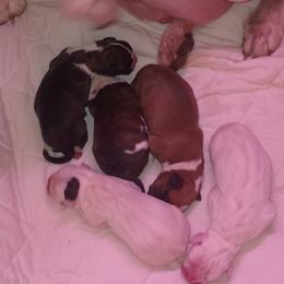 Girl 4 - female Boxer puppy in Minnesota from Timmies Boxers