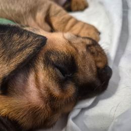 Cash - Black and cream male Dachshund puppy in Wildomar, California from Mindy's Dachshunds