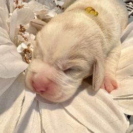 Yellow Collar - Lemon and white male Beagle puppy in Viper, Kentucky from Mountain Top