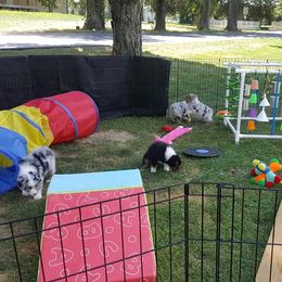 Australian Shepherd Puppies from Larkwood Australian Shepherds