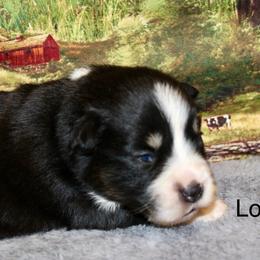 Lori - Black tri female Miniature Australian Shepherd puppy in Ronan, Montana from Dirt Road Aussie’s of Montana