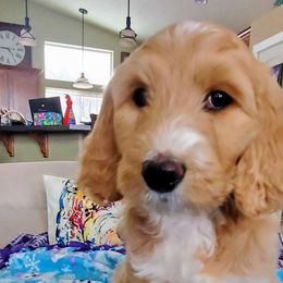 Donner - Apricot Goldendoodle puppy in Lebanon, Oregon from Goldenvalley Doodles
