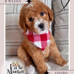 Fiyero - Caramel red male Australian Labradoodle puppy in Eagle Mountain, Utah from Lake Mountain Doodle