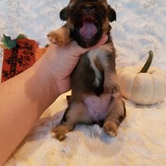 Tibetan Spaniel Puppies from Trillium Tibetan Spaniels