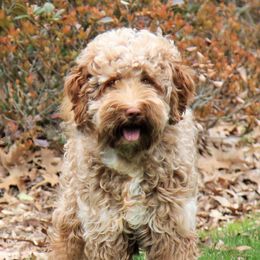 Sophie - Australian Labradoodle