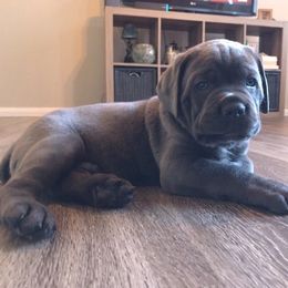 Cane Corso Puppies from Triple H Cane Corso