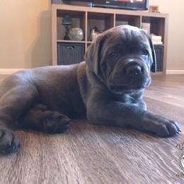 Cane Corso Puppies from Triple H Cane Corso