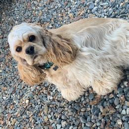 Bella - Cocker Spaniel