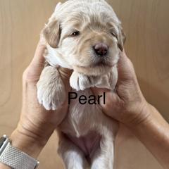 Pearl - Cream female Whoodle puppy in Pima, Arizona from Schmidt's K9s