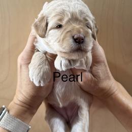 Pearl - Cream female Whoodle puppy in Pima, Arizona from Schmidt's K9s