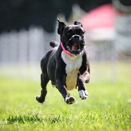 Vanya - Boxer