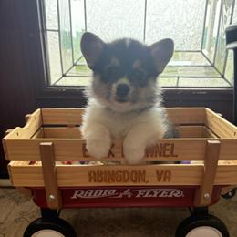 Dark Blue Collar - Black and tan female Pembroke Welsh Corgi puppy in Abingdon, Virginia from Em-K Kennels