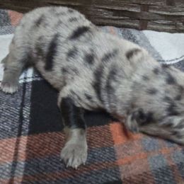 Sled - Blue merle male Aussiedoodle puppy in Fort White, Florida from Sugar Camp Canine - Maxwell