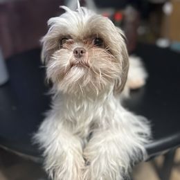 Vaquita - Shih Tzu