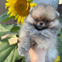 Toby - Orange sable male Pomeranian puppy in Waterloo, Indiana from Garcias Pomeranian