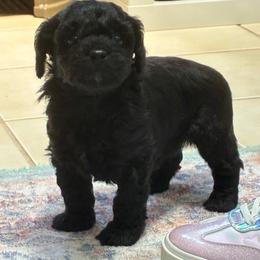 Onyx - Black male Yorkipoo puppy in Stafford, Virginia from Morris Doodles Virginia