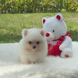 Baby Coco - Cream sable male Pomeranian puppy in Naples, Florida from Puppies Forever 💙❤️🐶