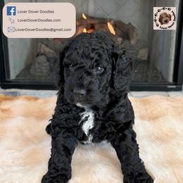Chimney - Black male Goldendoodle puppy in Frostproof, Florida from Lover Dover Doodles