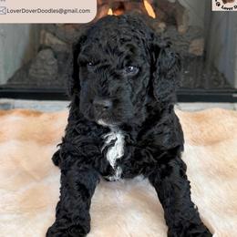 Chimney - Black male Goldendoodle puppy in Frostproof, Florida from Lover Dover Doodles