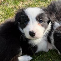 Grayson - Black and white male Border Collie puppy in Lakeview, Michigan from Haven Creek Farm