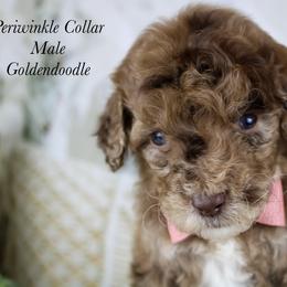 Periwinkle - Merle male Goldendoodle puppy in Plattsburgh, New York from Adirondack Poodles Goldendoodles,Bernedoodles & Schnoodles